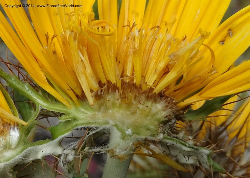 Berkheya barbata, Davidson, C 12314--South Africa. Western Cape. E. side, Fernkloof. 24 Jan 2014. DSC01799 (86).JPG