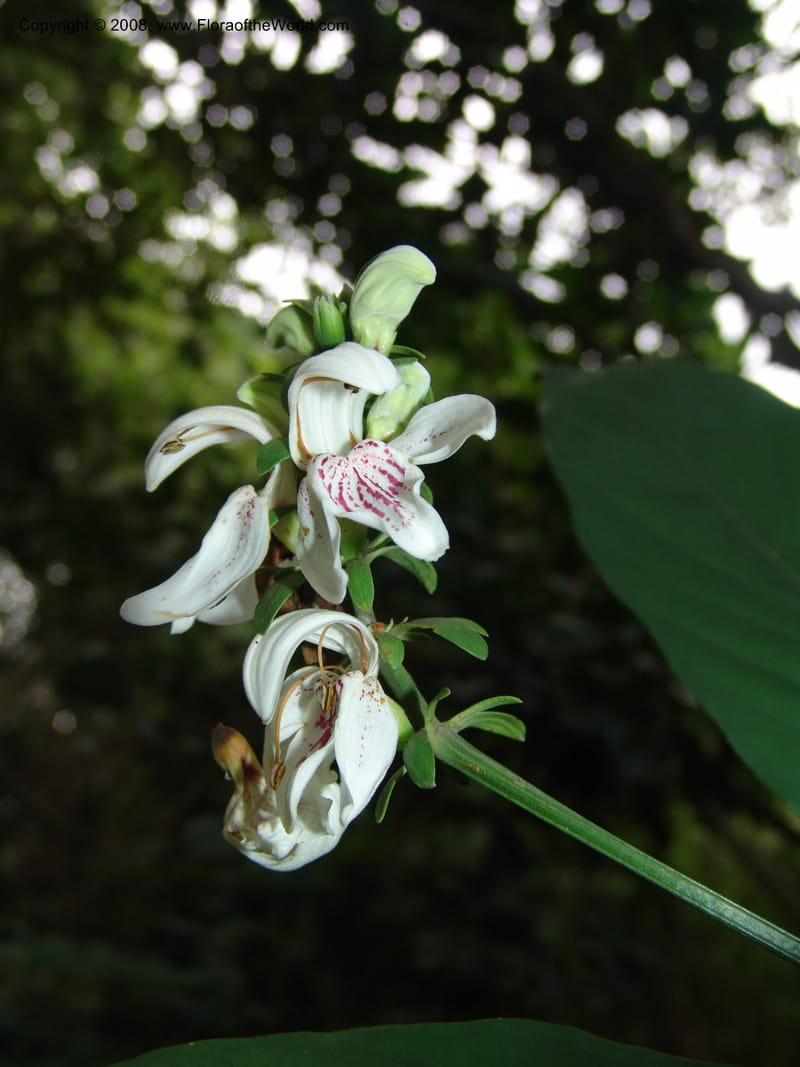 Justicia adhatodoides--So. Africa. Lowveld Nat. Bot. Gard. 14 Mch 05. 083.jpg