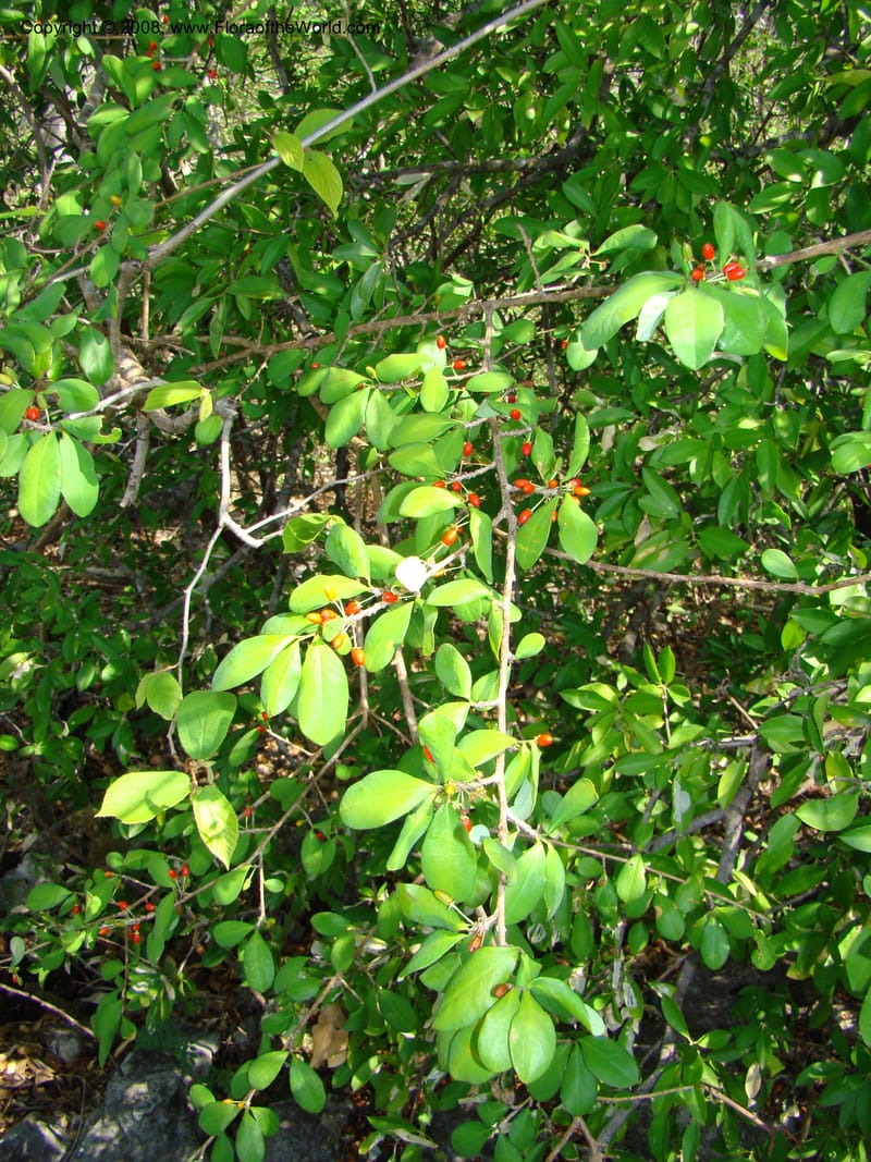 Erythroxylum havanense--Costa Rica. Guanac. Palo Verde Biol. Sta. 6-7 Apr 08. 074.jpg