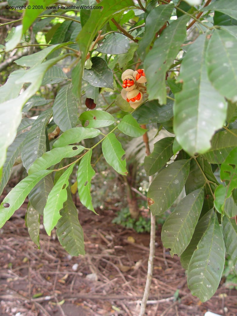 Trichilia--Cameroon. Bimbia Mangrove Nat. Trail. 8 Dec 03. 107.jpg