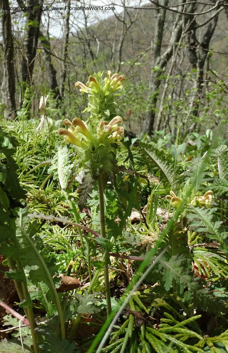 Pedicularis canadensis, Davidson, C 12963--North Carolina. Trans. Co. NC 215 and BRP. 12 May 2015. DSC04292 (42).JPG