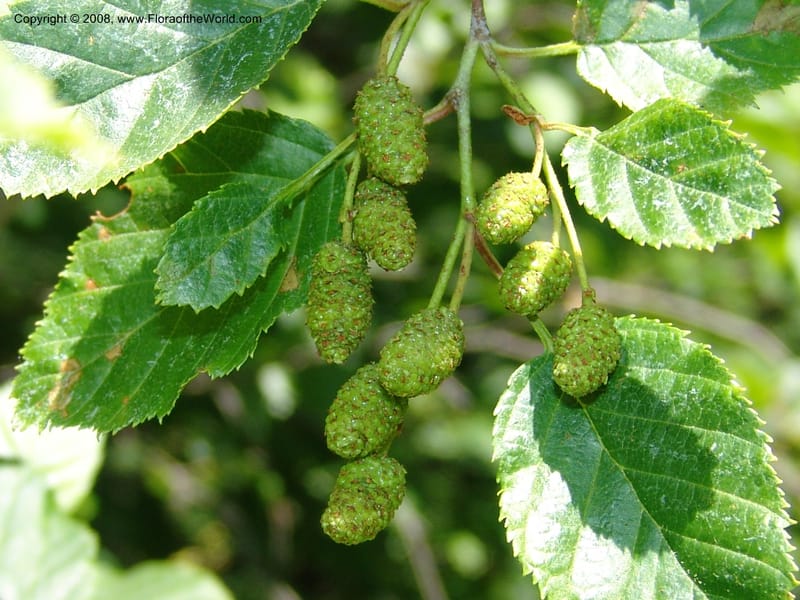 Alnus viridis ssp sinuata--ID. Valley Co. Sylvan Beach reservoir and trail. 24 Jul 05. 187.jpg