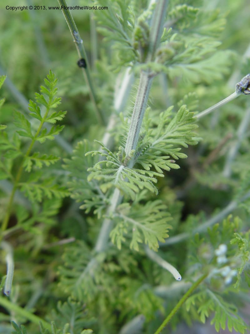 Lavandula multifida--Spain. Andalucia. E of Orgiva. Barranco de los Lobos.  (159).jpg