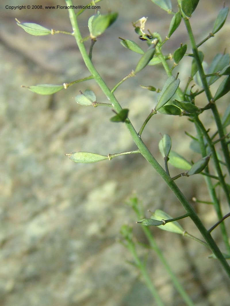 Thlaspi fendleri, CDavidson11131--Idaho Co. Hell's Can. Nat. Rec. Area. Heaven's Gate. 20 Jul 07. 093.jpg