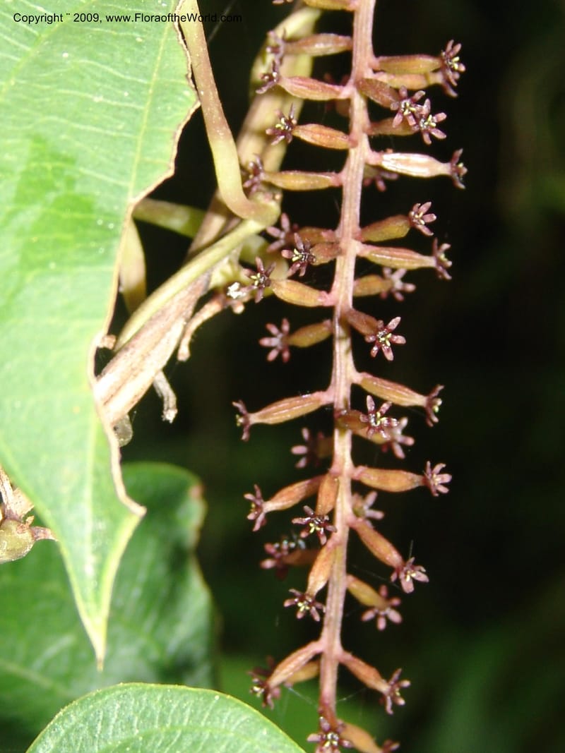 Dioscorea, Croat94641--Ecuador. Prov. Pichincha. Nono-Tandayapa. 14 Feb 05. 282.jpg