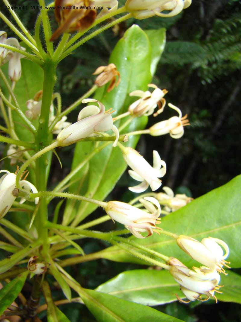 Pittosporum, CGemmill x--New Caledonia. Monts Dzumac. 20 Nov 07. 070.jpg