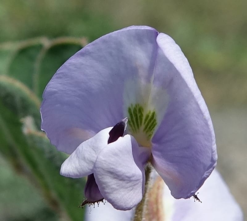 Poissonia heterantha, Fortunato 13088--Argentina. Hwy 150 W of Jachal. 5 Feb 2018. DSC08346 (36).JPG