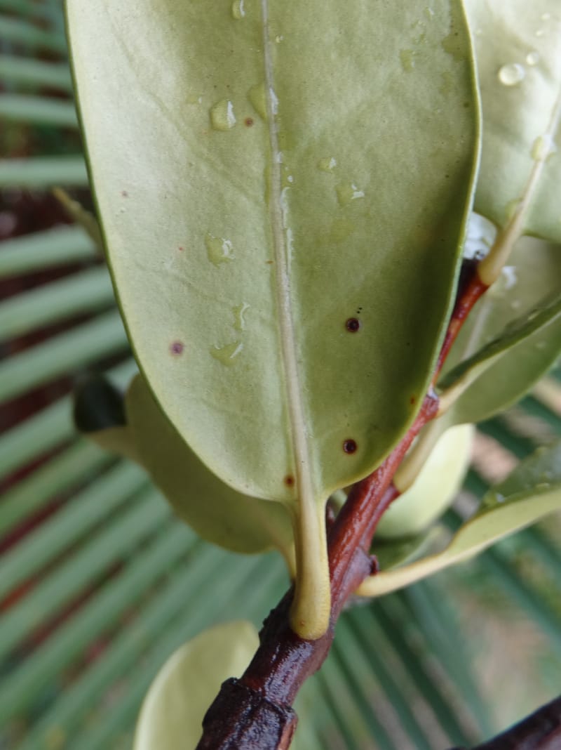 Atractocarpus, Lowry, P 7408A--New Caledonia. Plateau de Tiea. 18 Nov 2015. DSC03758 (47).JPG