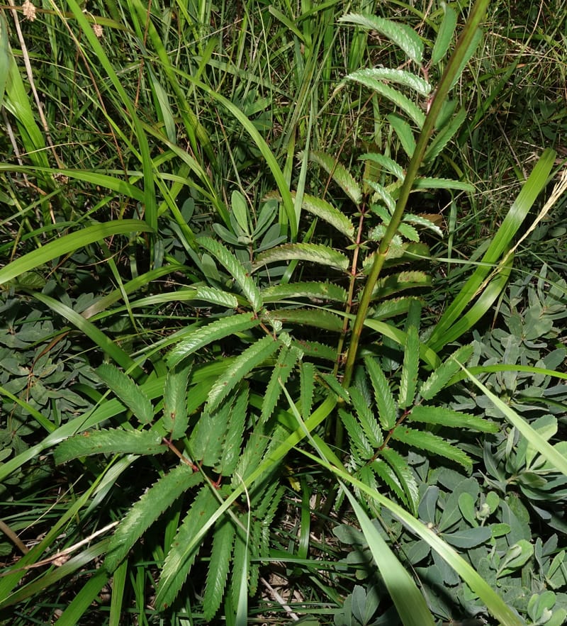 Sanguisorba tenuifolia--Japan. Hokkaido. Sarobetsu. 4 Aug 2016. DSC00970 (112).JPG