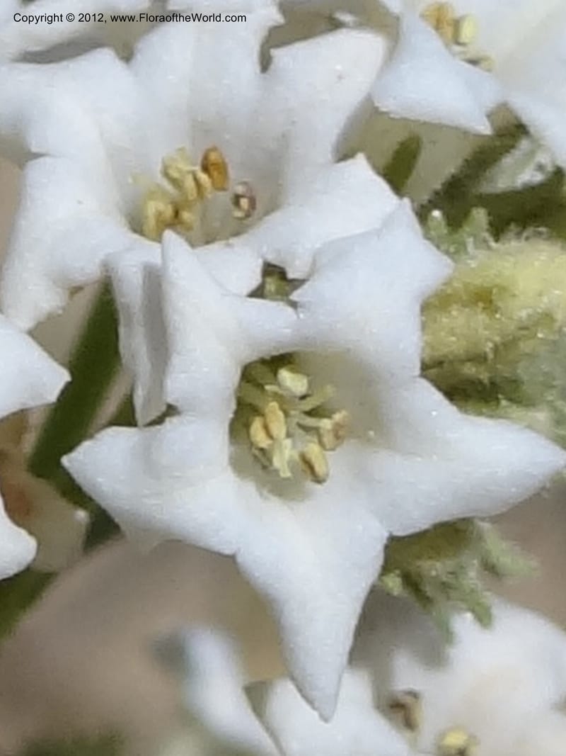 Eriodictyon angustifolium, Davidson, C 11943--AZ. Yavapai Co. Crown King Rd. 7 May 2012. DSC0894 1 (89).JPG