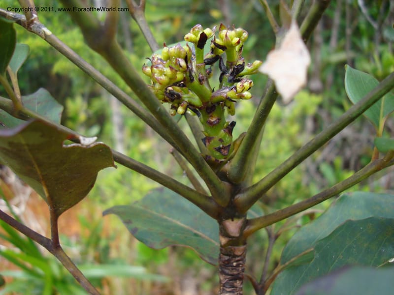 Polyscias, Lowry, P 6897--New Caledonia, Prov du Nord, Plateau de Poro, 16 ov 2007, (57).jpg