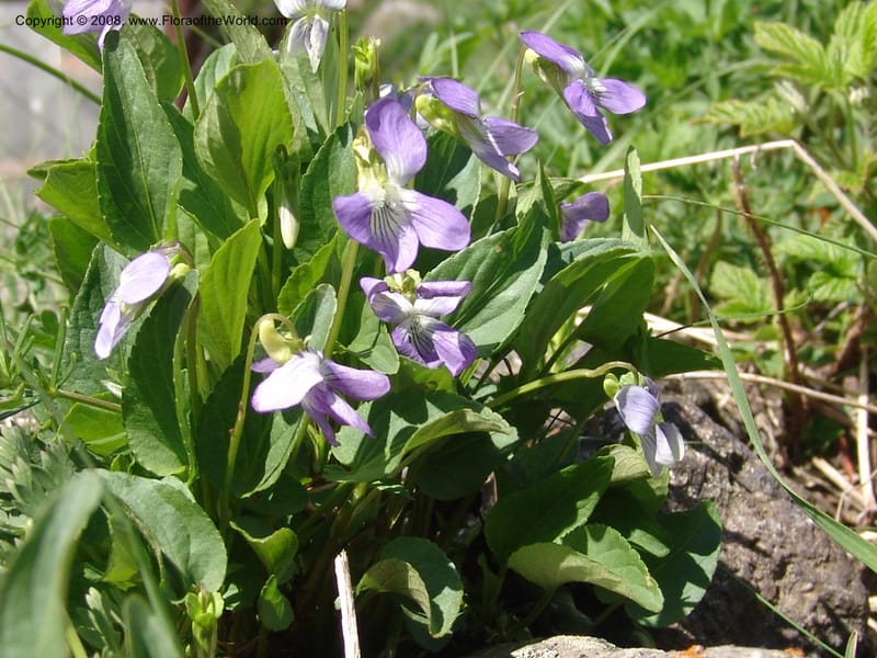 Viola somchetica--Georgia. Kazbeki . Trail-road to Sameba Church. 2 Jun 05. 055.jpg