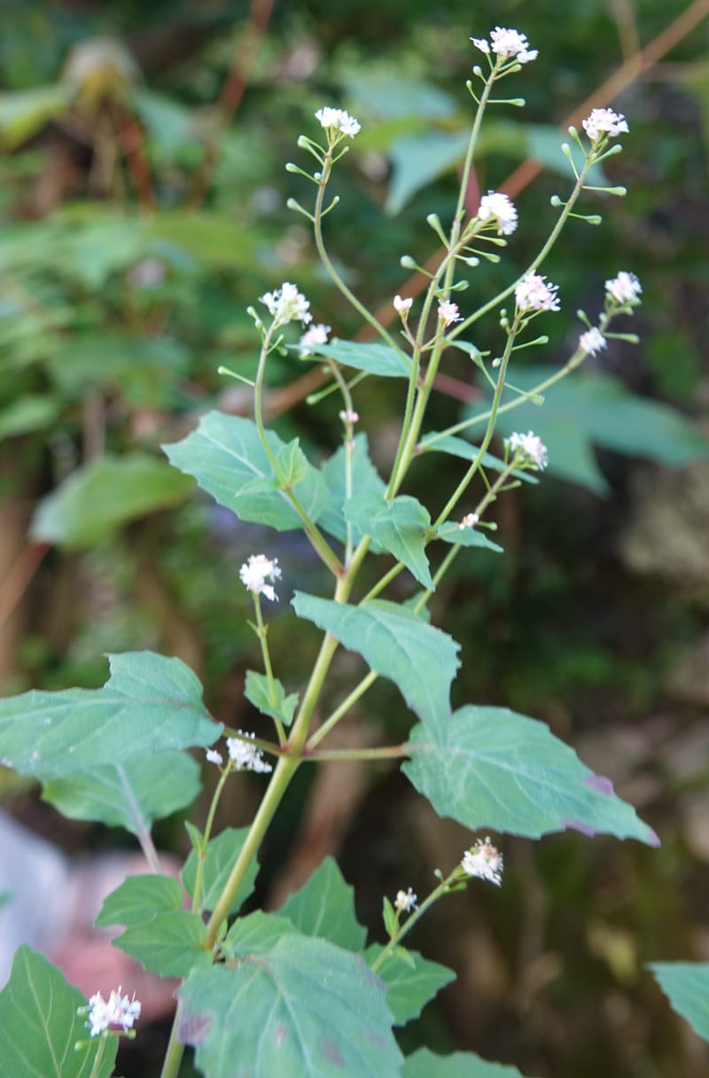 Circaea alpina subsp. imaicola, C. Davidson 13756--China. Sichuan. Yibailingba-gou. 12 Aug 2017. DSC04660 (626).JPG