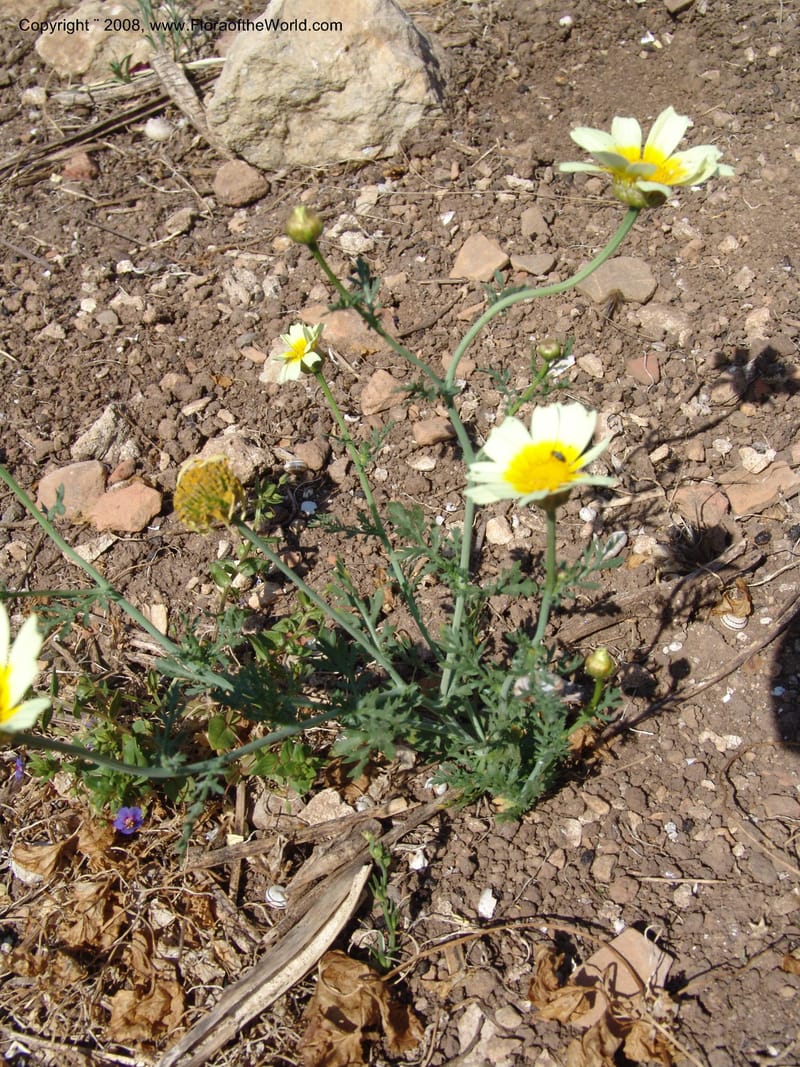 Glebionis (Chrysanthemum) coronaria v. discolor--Crete. Ep. Apokoronos. Aptera. 23 May 05. 046.jpg