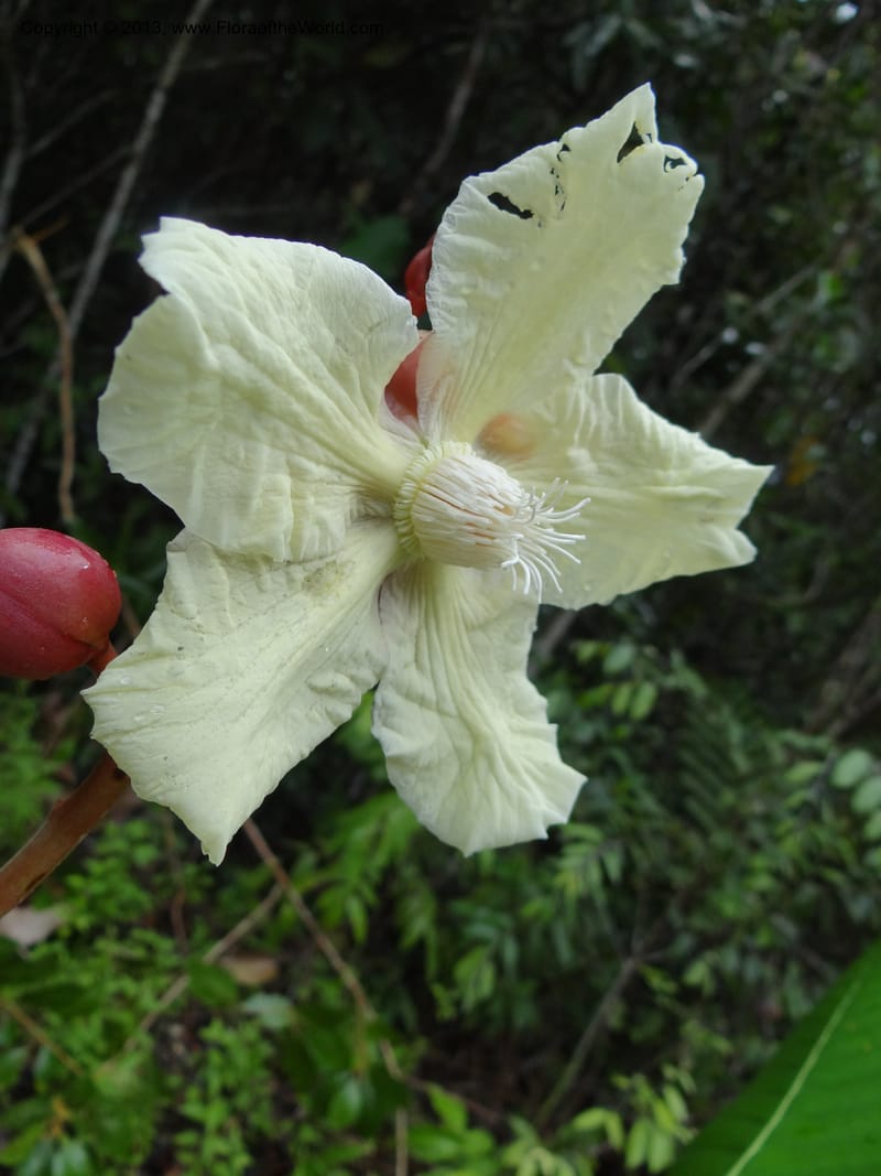 Dillenia, SAN.153241--Malaysia, Sabah. Tawai For. Res. 9 Apr 2012. DSC07890 (62).JPG