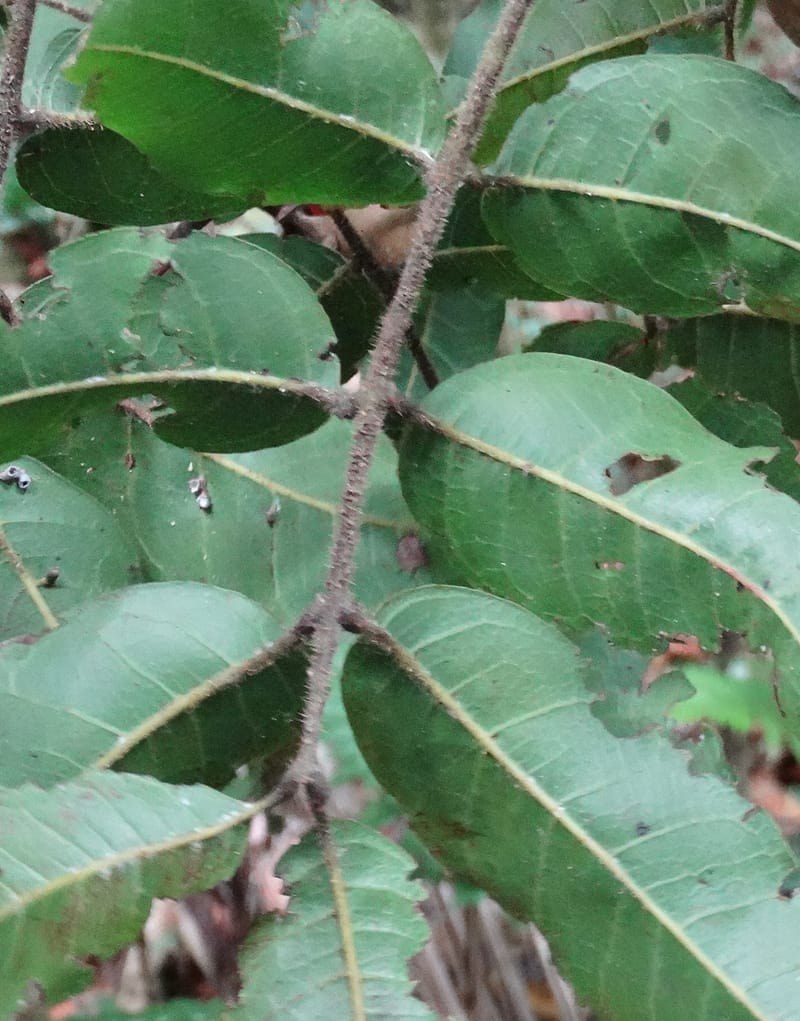 Alectryon hirsutus, Munzinger, J 7420--New Caledonia. Foret du Koghi. 13 Fri 2015. DSC02196 (171).JPG