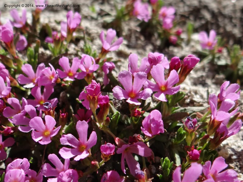 Douglasia, Davidson, C 12194--ID. Boise Co. Scott Mtn. Lookout Road. 18 Jun 2013. DSC06609 (65).JPG