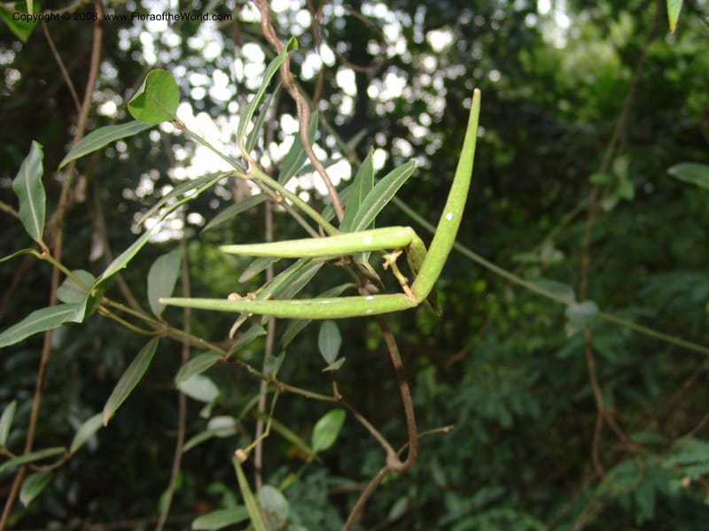 Secamone alpinii--So.Africa. Mpumal. Buffelskloof Private Nat. Res. 17 Mch 05. 137.jpg