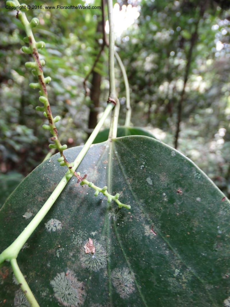 Piper, Davidson, C 12675--Sabah. Danum Valley. 4 Oct 2014. DSC01741 (214).JPG