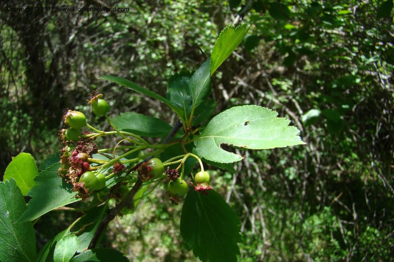 Crataegus douglasii, C. Davidson 11396--Idaho. Idaho Co. Salmon River. Shepp Ranch. 28 May 2009. 093.jpg