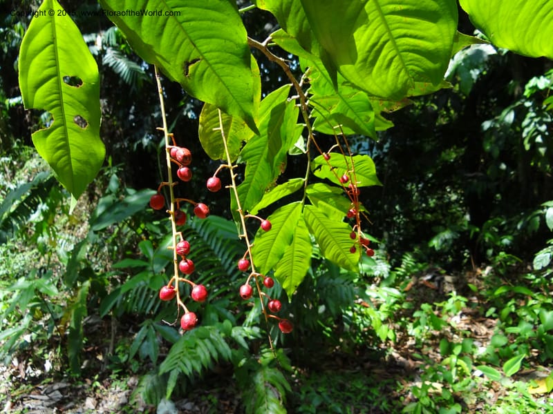 Ouratea, Hammel 26102--Costa Rica. Road into Ranchos Tinamu. 3 Mar 2012. DSC03548 (59).JPG