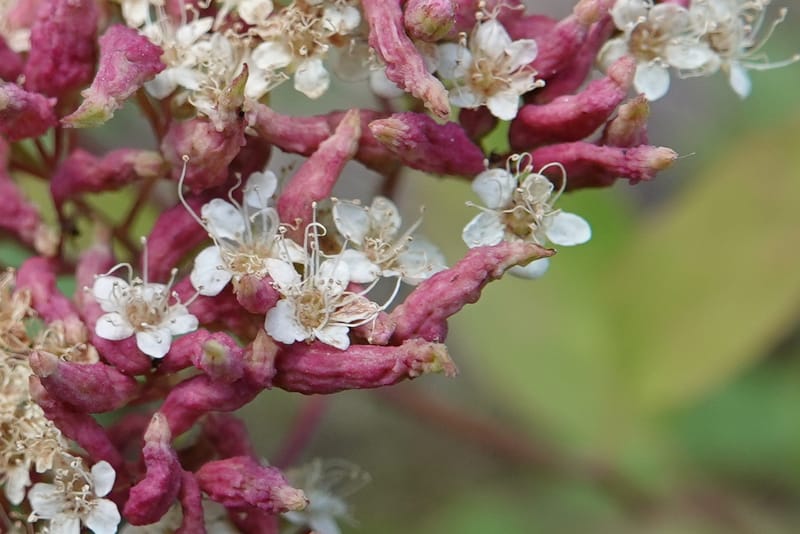 Spiraea lucida, C. Davidson 13833--ID. Shoshone Co. Freezeout Rd. FR 301. 10 Jul 2018. DSC06582 (49).JPG