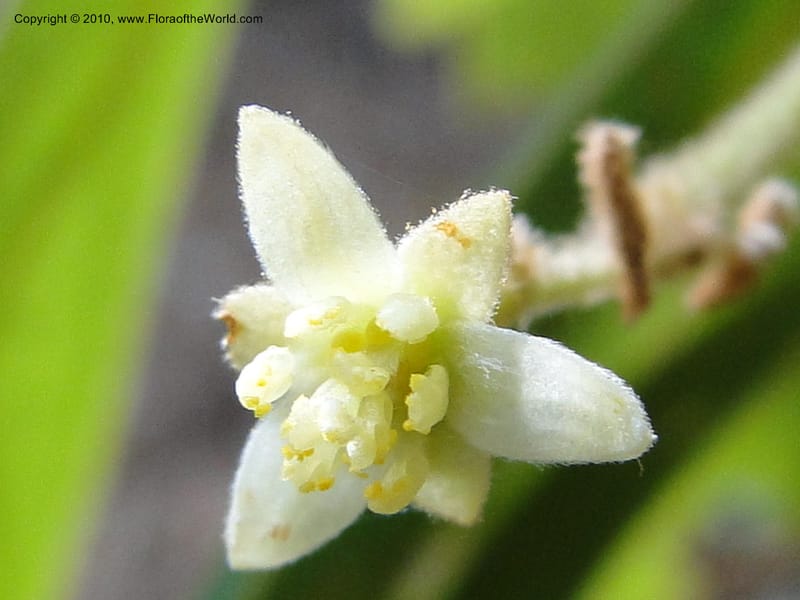 Persea palustris, Mori, S. 27409, USA, North Carolina, Pender Co., Hwy 117,3.9 miles N of Burgaw, 21 May 2010 (10).JPG