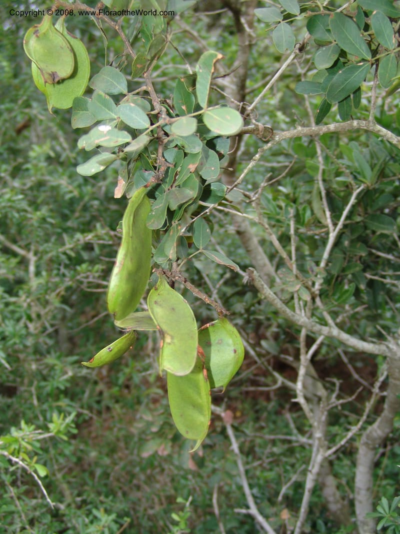 Schotia latifolia--So.Africa. E. Cape. Uitenhage Nat. Res. 6 Mch 05. 182.jpg
