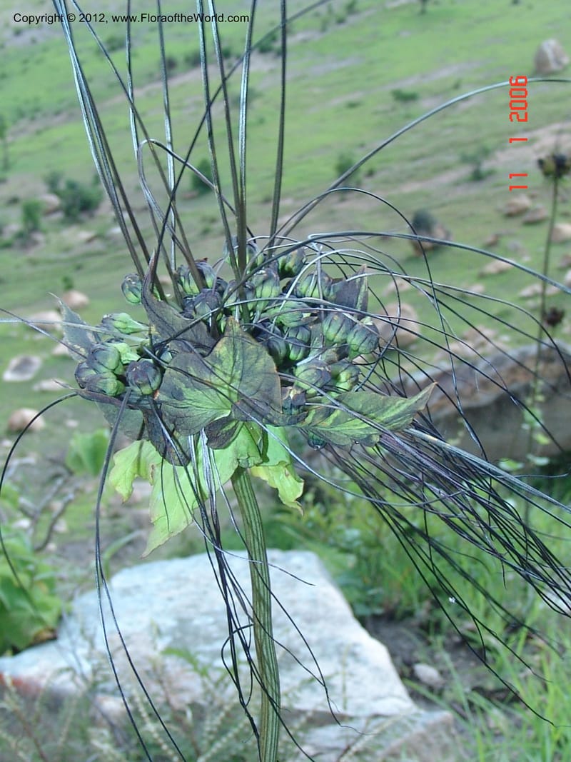 Tacca sp. unk., Not collected-Madagascar, Ankazabetoka, 11 Jan 2006 005 (1).jpg
