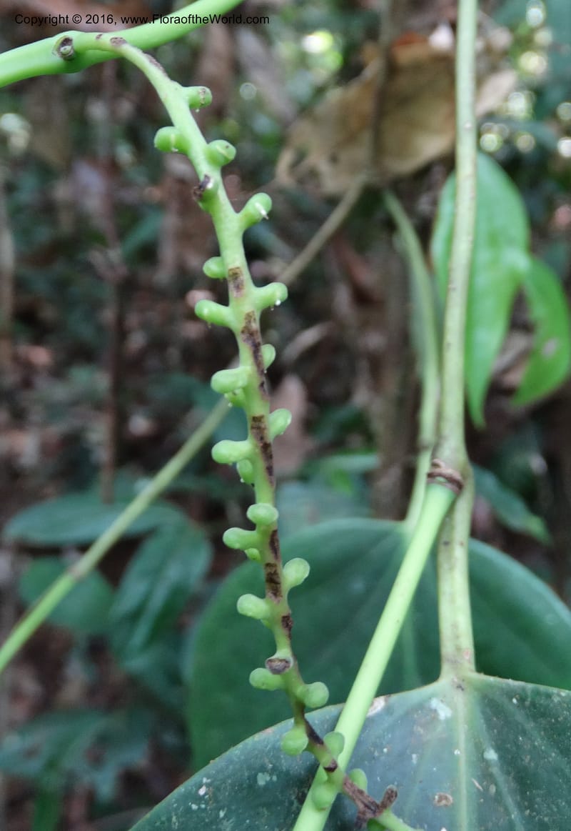 Piper, Davidson, C 12675--Sabah. Danum Valley. 4 Oct 2014. DSC01741 (220).JPG