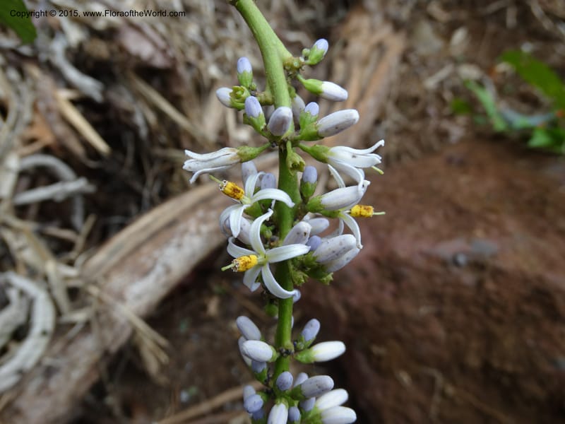 Solanum, Davidson, C 12333--Cameroon. Etome Village to Etinde. 18 Mar 2014. DSC02275 (178).JPG