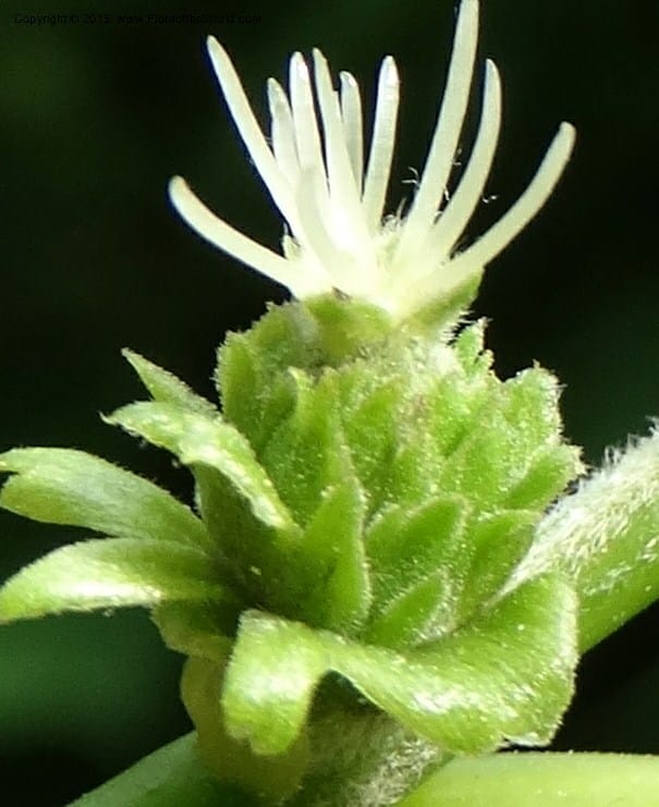 Female inflorescence showing cupule and protruding white styles