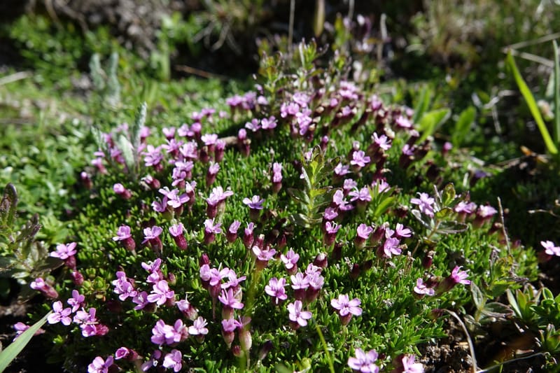 Silene exscapa, Callmander, M 1279--Switzerland. Furkapass. 1 Jul 2016. DSC06826 (163).JPG