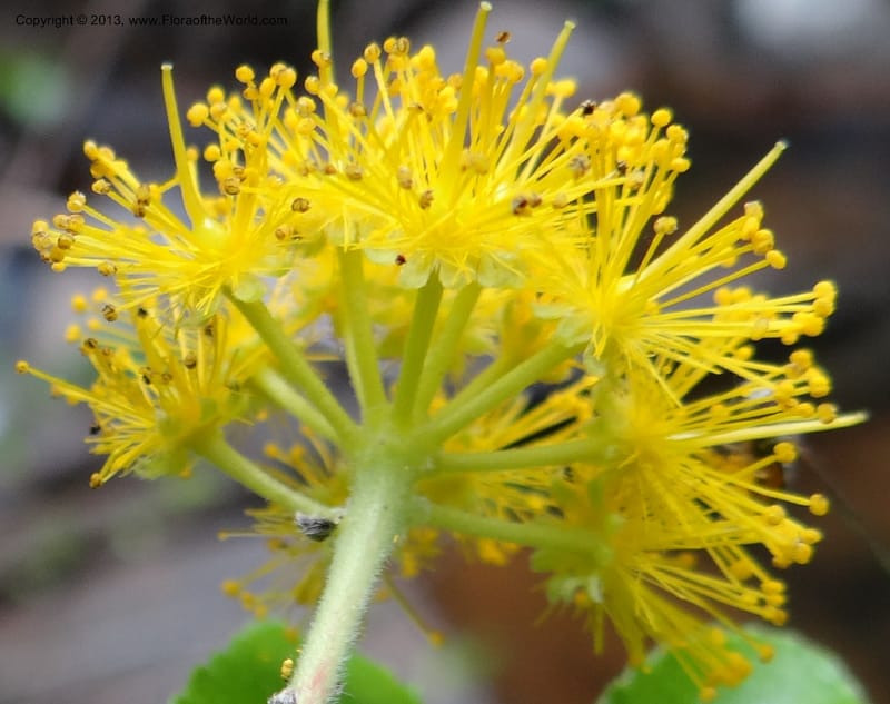Azara, WDS 34074--Chile. Reserva Nac. Los Queules. 15 Feb 2013. DSC01158 (66).JPG