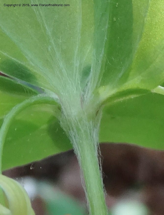 Mediola virginiana, Davidson, C 12947--North Carolina. Trans. Co. W Cradle of For. 11 May 2015. DSC03837 (60).JPG