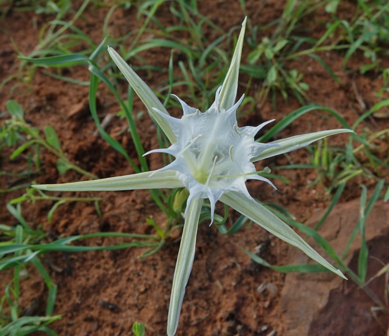 Pancratium tenuifolium, L. Nanyeni 1257--Namibia. Hwy D1471, S of Eningu Farm. 28 Mar 2018. DSC03969 (3).JPG