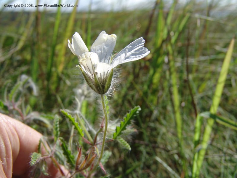 Monsonia praemorsa--So.Africa. E. Cape. Umtamvuna Nat. Res. 11 Mch 05. 308.jpg