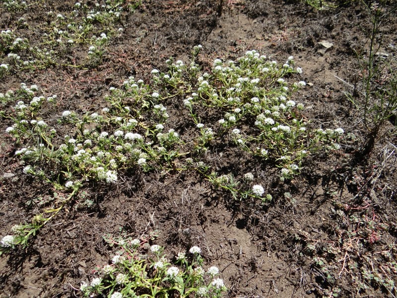 Valeriana, WDS 34165--Chile. P.N. Sieta Tazas. 21 Feb 2013. DSC02254 (69).JPG