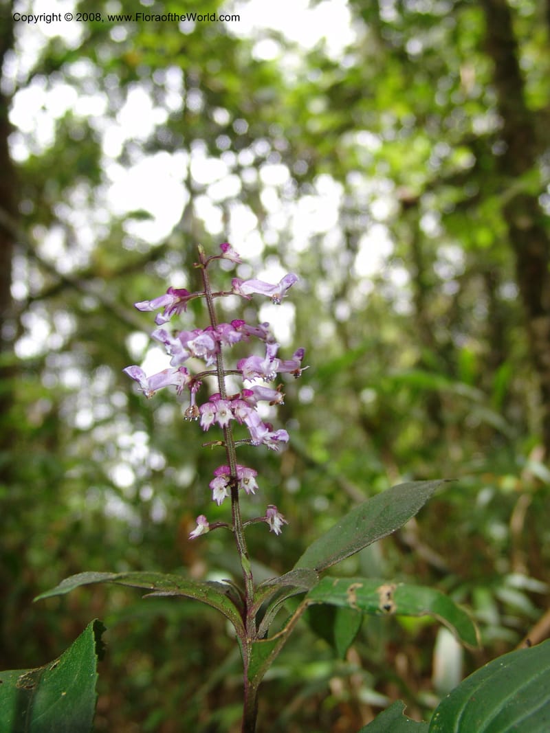 Plectranthus, RRanaivojaona1309--Madag. Prov. Fianar. Ranomafana Nat. Pk. 10 Jan 06. 172.jpg