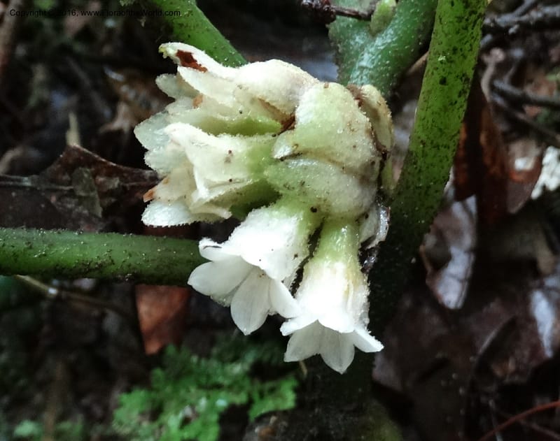Pentaphragma cyrtandriforme, Davidson, C 12738--Sabah. Mt. Kinabalu. Bundu Tuhan Trail. 11 Oct 2014. DSC04153 (99).JPG