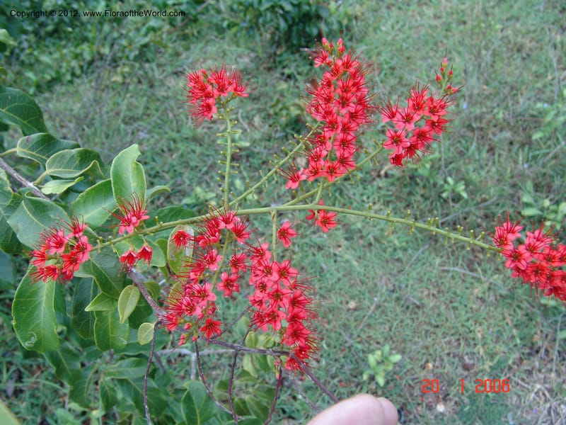 Combretum coccineum, Rogers, Z 909-Madagascar, 20 Jan 2006 026 (4).jpg