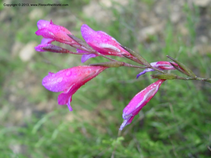 Gladiolus illyricus--Spain. Almeria Prv. Ca 5 km S on AL140. 15 Apr 04. 010 (1).jpg