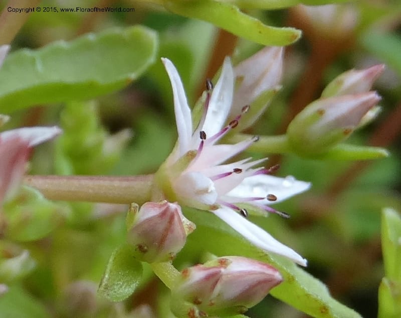 Sedum stoloniferum, Davidson, C 12504--Georgia (Caucasus). Koslitavi, branch of Merisi Gorge. 11 Jun 2014. DSC08456 (432).JPG