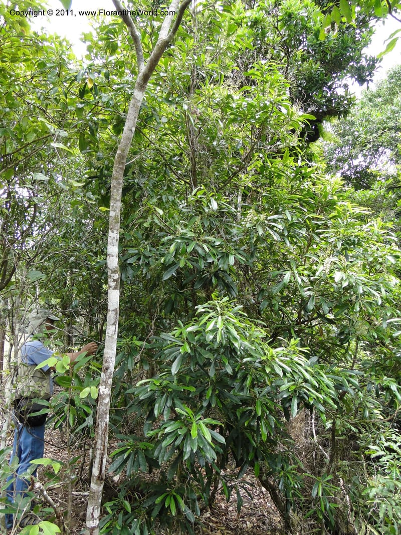 Codiaeum peltatum, M. Callmander 772--New Caledonia. Upper Tene River Valley. 19 Jan 2010. 783 (1).JPG