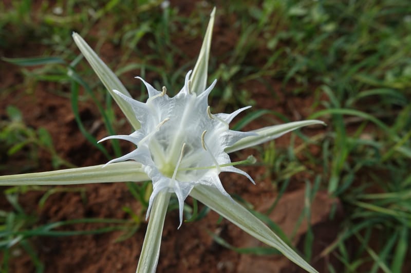 Pancratium tenuifolium, L. Nanyeni 1257--Namibia. Hwy D1471, S of Eningu Farm. 28 Mar 2018. DSC03969 (4).JPG