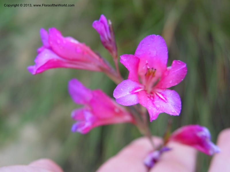 Gladiolus illyricus--Spain. Almeria Prv. Ca 5 km S on AL140. 15 Apr 04. 010 (5).jpg