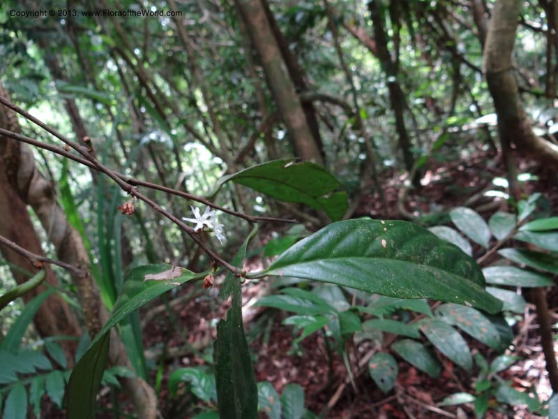 Erycibe, SAN.153261--Malaysia, Sabah. Kebun Cina. 12 Apr 2012. DSC08450 (13).JPG