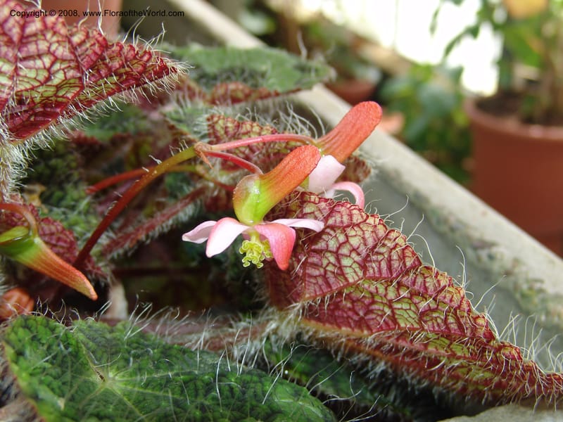 Begonia rex ssp longiciliata--France. Nancy. Jard. Bot. Montet. 2 May 05. 188.jpg