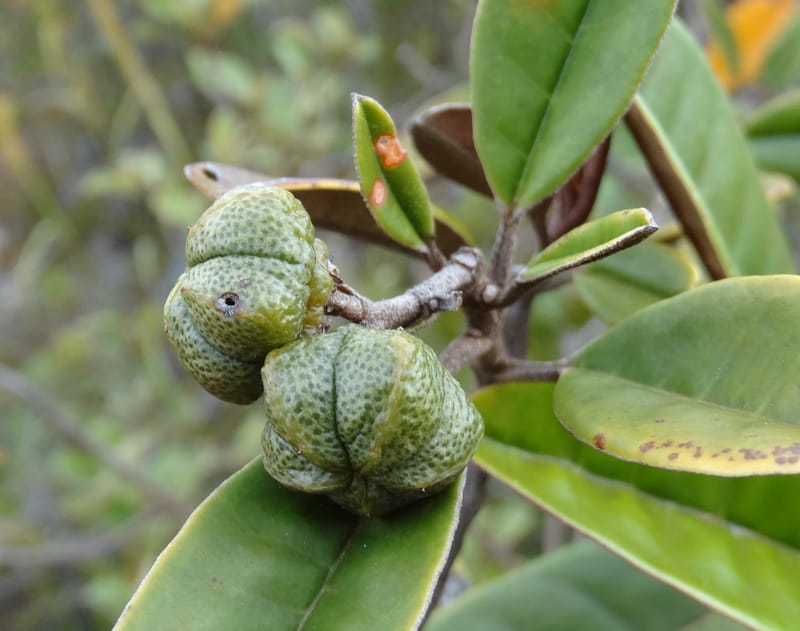 Myrtopsis, Lowry, P 7378--New Caledonia. Mont Dzumac. 12 Nov 2015. DSC01563 (617).JPG
