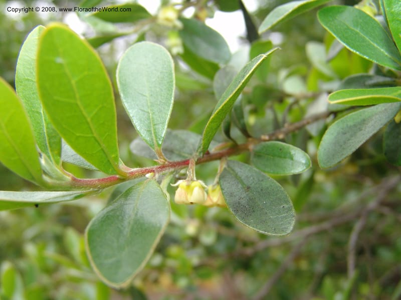 Diospyros lyciodes ssp lycioides--CA. San Francisco Arbor. 3 Jul 07. 176.jpg